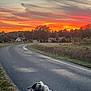 dog, sunset, road, sky, clouds, trees, field, grass, rural, nature, animal, outdoor, collar, pet, scenic, landscape, quiet, country, evening, curved_road
