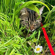 Destiné a rejoint le concours — aidez-le/la à gagner de superbes lots ! cat, tabby, grass, greenery, leash, flower, daisy, outdoor, nature, pet, animal, closeup, camouflage, plant, leaf, garden, cute, whiskers, ears, feline