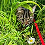 cat, tabby, grass, greenery, leash, flower, daisy, outdoor, nature, pet, animal, closeup, camouflage, plant, leaf, garden, cute, whiskers, ears, feline