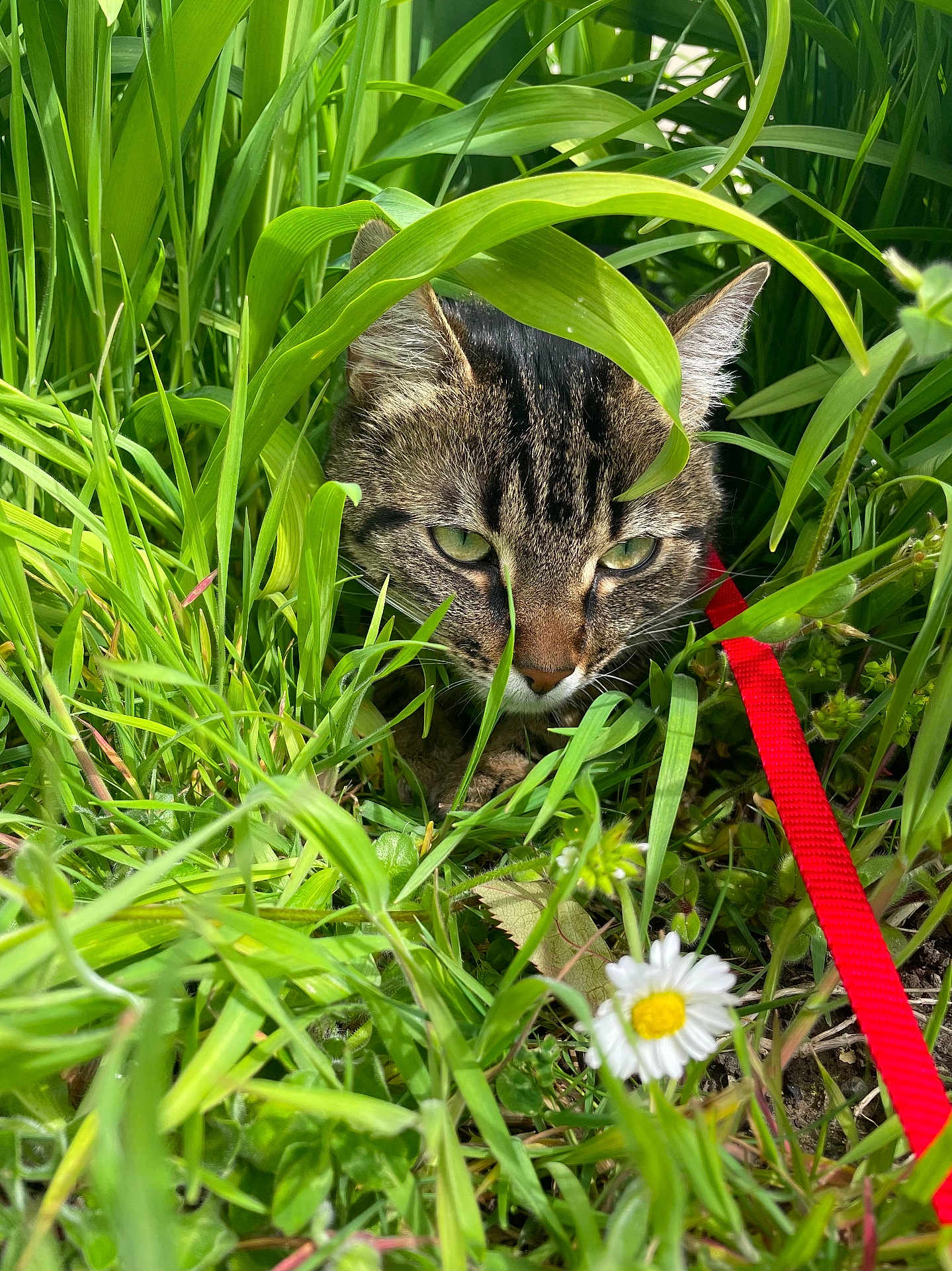 Destiné a rejoint le concours — aidez-le/la à gagner de superbes lots ! cat, tabby, grass, greenery, leash, flower, daisy, outdoor, nature, pet, animal, closeup, camouflage, plant, leaf, garden, cute, whiskers, ears, feline