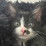 Bella a rejoint le concours — aidez-le/la à gagner de superbes lots ! cat, kitten, black_and_white, fluffy, long_hair, green_eyes, pink_nose, whiskers, close_up, portrait, animal, pet, feline, staring, indoors, dark_background, soft_fur, dramatic_expression, cute, photography