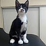 Bella a rejoint le concours — aidez-le/la à gagner de superbes lots ! cat, kitten, black_and_white, tuxedo_cat, pet, animal, sitting, portrait, indoors, chair, fur, whiskers, ears, eyes, paws, white_chest, black_fur, cute, alert, home