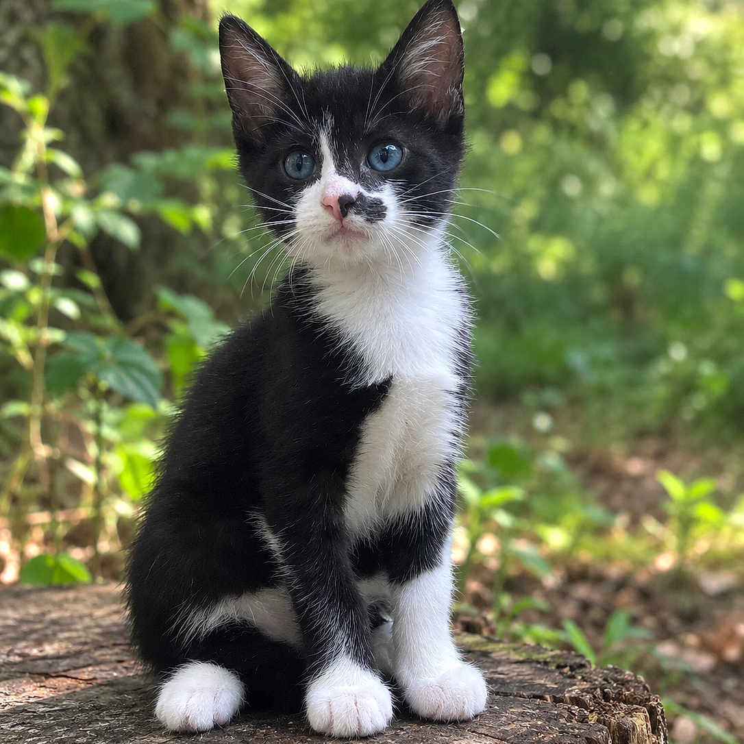 Bella participe au concours pour gagner de l'argent avec cette photo : kitten, cat, tuxedo_cat, black_and_white, animal, pet, sitting, portrait, blue_eyes, whiskers, ears, paws, fur, tree_stump, forest, woodland, outdoors, nature, greenery, close_up