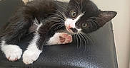 Bella a rejoint le concours — aidez-le/la à gagner de superbes lots ! kitten, cat, black_and_white, pet, animal, feline, whiskers, pink_nose, pink_paw_pads, fluffy, lying_down, relaxed, cute, portrait, indoor, chair, office_chair, furniture, wood_floor, home