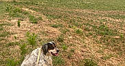 Nalou a rejoint le concours — aidez-le/la à gagner de superbes lots ! dog, spaniel, pet, outdoor, meadow, field, countryside, farmland, grass, ferns, leash, sitting, panting, tongue, white_fur, brown_fur, black_fur, trees, cloudy_sky, landscape