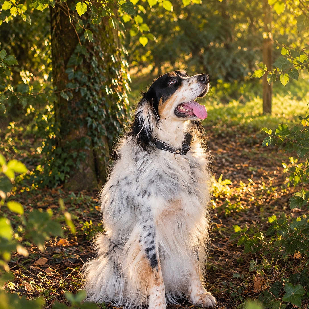 Nalou a rejoint le concours — aidez-le/la à gagner de superbes lots ! dog, canine, fluffy, long_hair, black_white, brown_markings, sitting, panting, tongue, collar, outdoors, forest, woodland, trees, foliage, greenery, sunlight, golden_hour, nature, animal_portrait