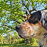 Nalou a rejoint le concours — aidez-le/la à gagner de superbes lots ! dog, tricolor_dog, closeup, muzzle, nose, eye, fur, floppy_ear, black_fur, white_fur, brown_fur, outdoor, nature, trees, leaves, sunlight, blue_sky, grass, pet, animal