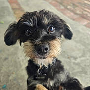 Walter joined the competition — help win amazing prizes! animal, beard, black_fur, brown_fur, canine, close_up, collar, curious, cute, dog, eyes, face, friendly, outdoor, paw, pet, portrait, puppy, scruffy, small_dog