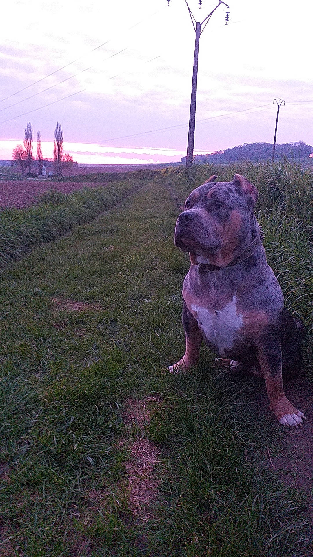 Kheops a rejoint le concours — aidez-le/la à gagner de superbes lots ! bulldog, carnivore, cloud, companion_dog, dog, dog_breed, fawn, grass, grassland, landscape, magenta, molosser, natural_landscape, plant, purple, sky, soil, sporting_group, toy_dog, water
