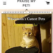 Katherine Mckay joined the competition — help win amazing prizes! cat, orange_tabby, cat_tree, indoor, wooden_wall, pet, animal, feline, calm, looking_at_camera, calendar, text_overlay, promotional, multi_level_cat_tree, cozy, home_interior, pet_calendar, orange_fur, sitting, domestic_cat