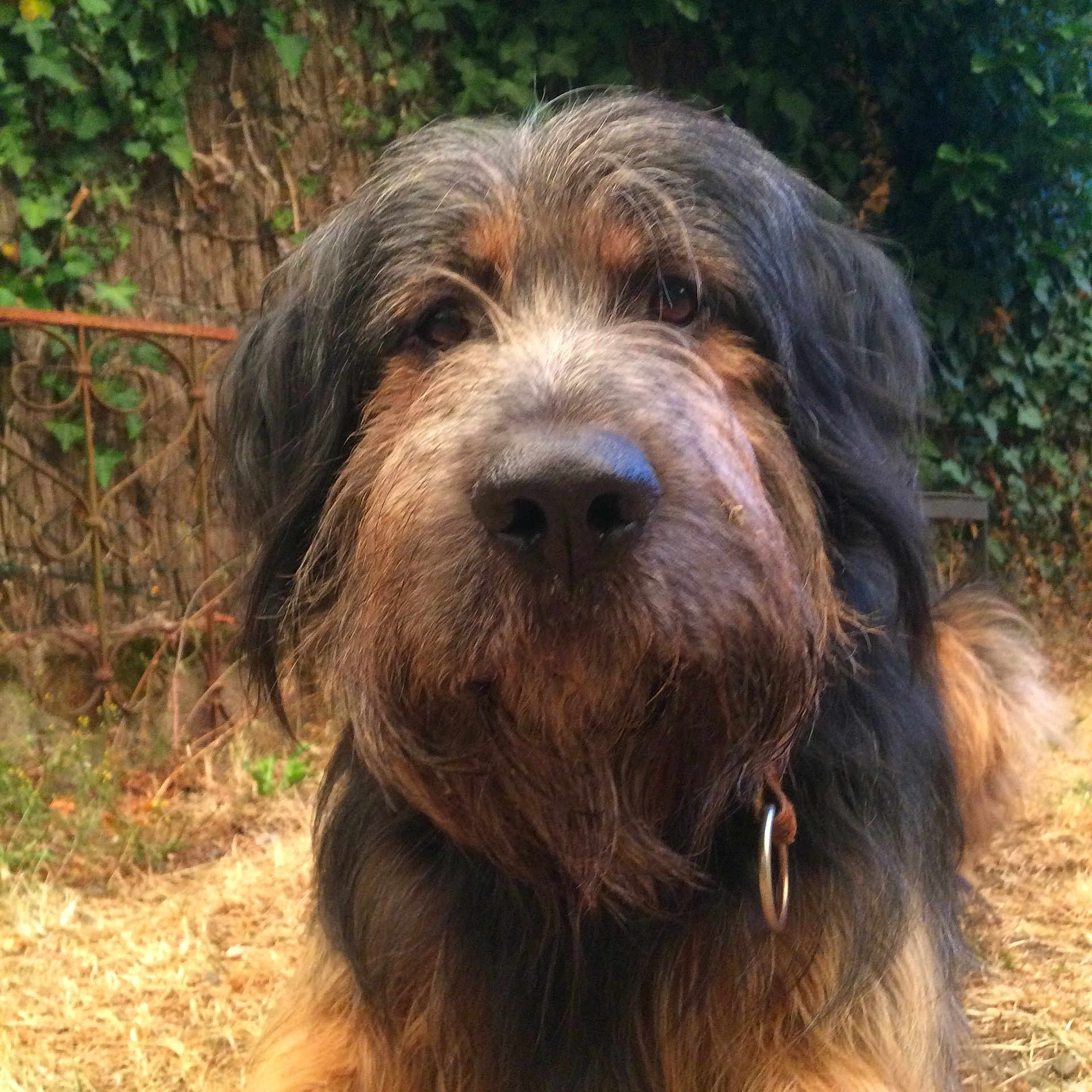 Mercutio participe au concours pour gagner de l'argent avec cette photo : affenpinscher, airedale, animal, ball, bulldog, canine, cockerspaniel, dog, football, germanshepherd, grass, hound, pet, plant, poodle, puppy, soccer, soccerball, sport, terrier