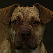 Cheeks joined the competition — help win amazing prizes! animal, brown_fur, bulldog, canine, centered_composition, close_up, dark_background, dog, eyes, face, floppy_ears, indoor, muzzle, nose, pet, photography, portrait, puppy, serious_expression, wrinkles