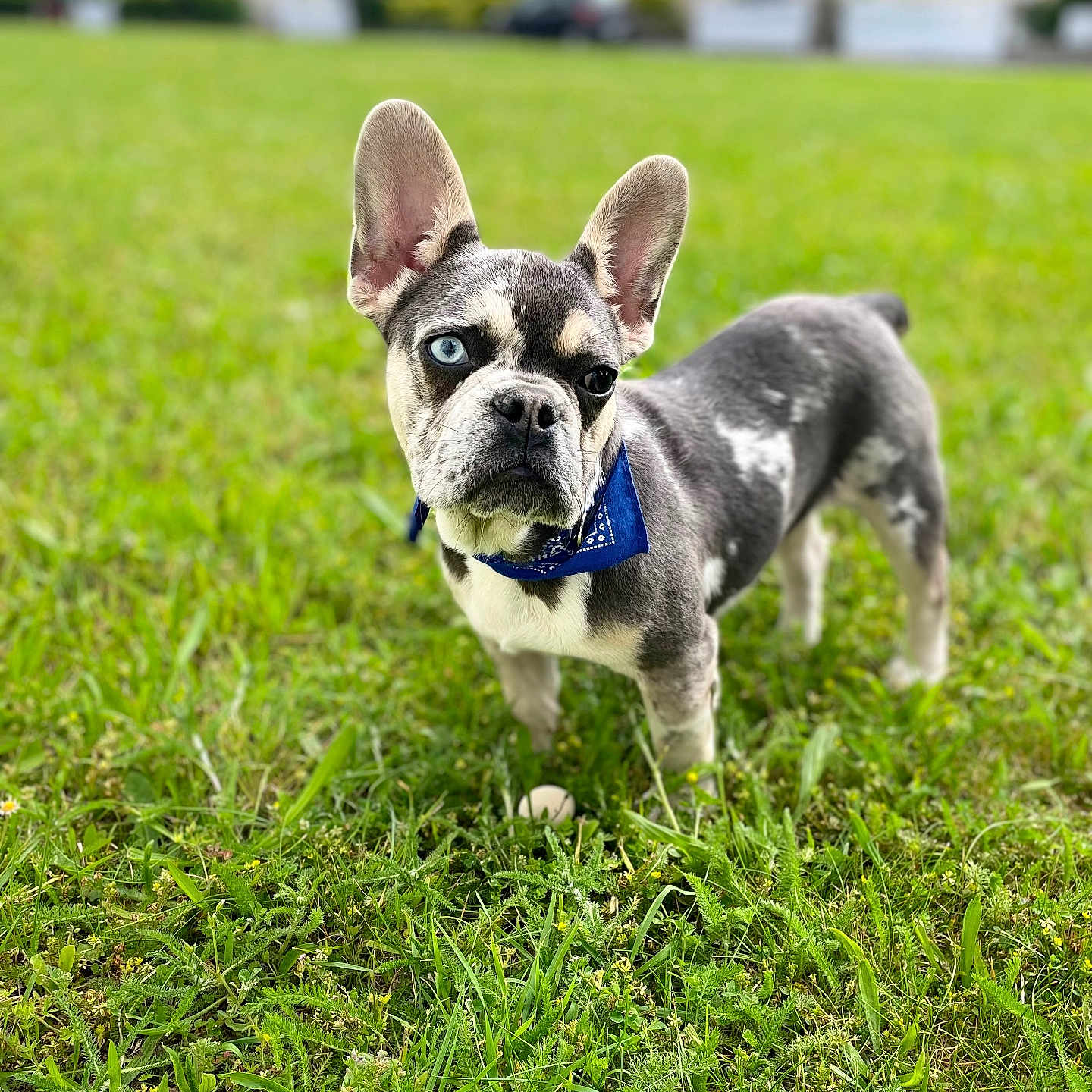 Venom participe au concours pour gagner de l'argent avec cette photo : animal, architecture, backyard, bostonbull, building, bulldog, canine, dog, field, frenchbulldog, grass, grassland, lawn, nature, outdoors, pet, plant, puppy, whitedog, yard