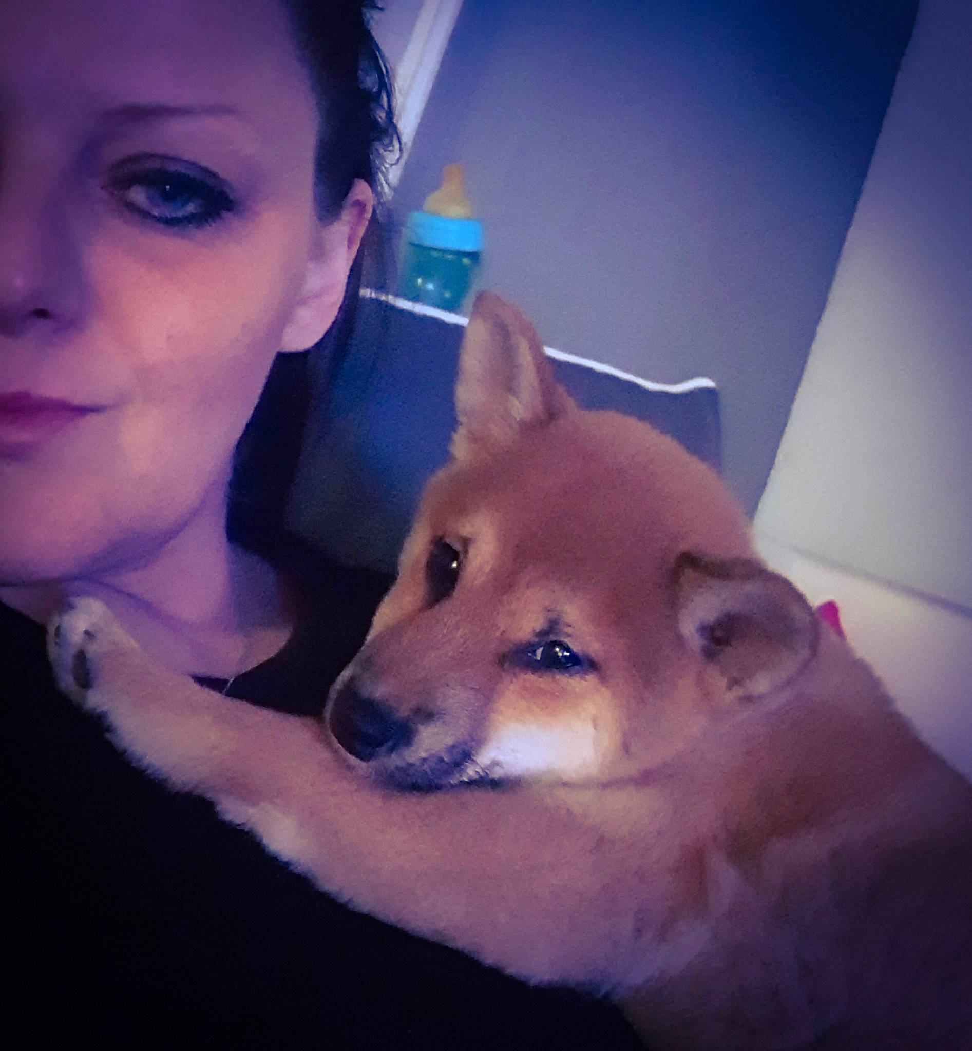 Jena a rejoint le concours — aidez-le/la à gagner de superbes lots ! akita_inu, beauty, canidae, carnivore, companion_dog, dog, dog_breed, eyebrow, finnish_spitz, head, korean_jindo_dog, mammal, non_sporting_group, norwegian_buhund, nose, person, photography, shiba_inu, skin, snout