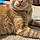 Tigger
