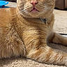 animal, carpet, cat, close_up, collar, couch, ears, eyes, feline, funny, home, indoors, lying_down, orange_tabby, pet, portrait, relaxed, tag, tongue, whiskers
