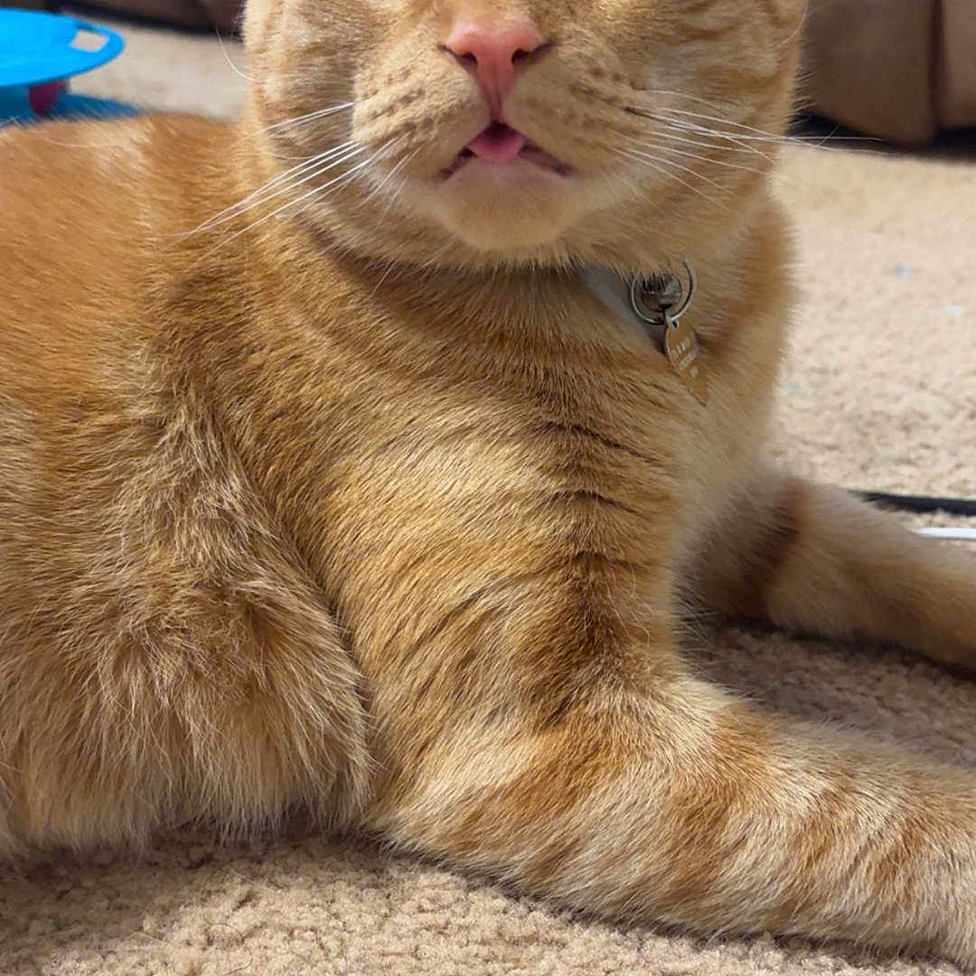 Tigger