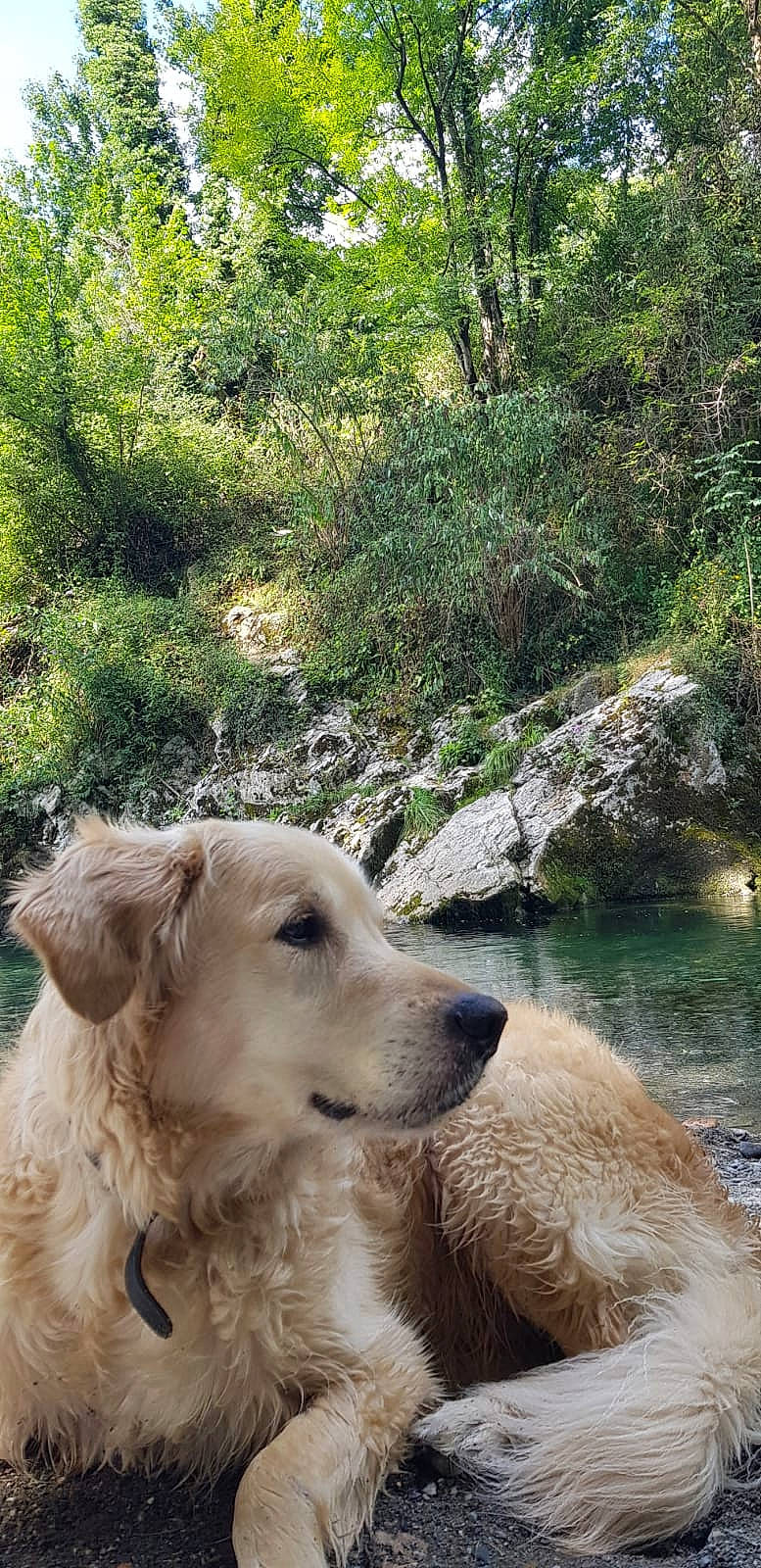 Bali participe au concours pour gagner de l'argent avec cette photo : carnivore, companion_dog, dog, dog_breed, fawn, fluvial_landforms_of_streams, forest, grass, lake, natural_landscape, plant, retriever, riparian_zone, rock, spring, stream, tree, water, wilderness, working_animal