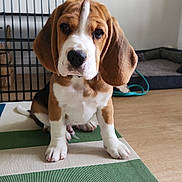 Jack participe au concours pour gagner de l'argent avec cette photo : beagle, puppy, dog, sitting, portrait, floppy_ears, brown_and_white, black_nose, white_stripe, paws, indoor, playpen, dog_bed, wood_floor, rug, pet, animal, cute, alert, photography