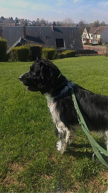Tango Et Tyson participe au concours pour gagner de l'argent avec cette photo : carnivore, collar, companion_dog, dog, dog_breed, dog_collar, grass, grassland, herding_dog, leash, pasture, plant, sky, slope, snout, sporting_group, tail, tree, window, working_animal