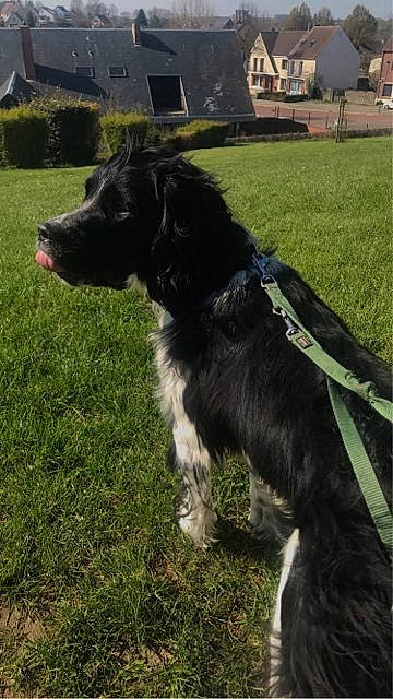 Tango Et Tyson participe au concours pour gagner de l'argent avec cette photo : borador, border_collie, canidae, carnivore, collar, companion_dog, dog, dog_breed, dog_collar, fur, grass, herding_dog, hunting_dog, plant, snout, sporting_group, tail, window, working_animal, working_dog