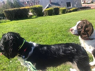 Tango Et Tyson a rejoint le concours — aidez-le/la à gagner de superbes lots ! canidae, carnivore, collar, companion_dog, dog, dog_breed, dog_collar, fur, giant_dog_breed, grass, gun_dog, liver, plant, snout, spaniel, sporting_group, tail, terrestrial_animal, working_animal, working_dog