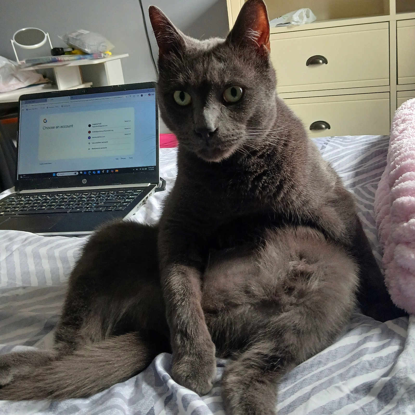 Smokey Raymond is registered to the contest to win money with this photo: cat, gray_cat, pet, bed, bedspread, striped, laptop, computer, furniture, drawer, indoor, relaxing, animal, paw, ears, whiskers, tail, home, technology, casual