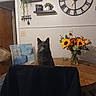 Smokey Raymond joined the competition — help win amazing prizes! cat, gray_cat, table, chair, black_cloth, flowers, sunflowers, vase, wall_clock, floating_shelves, plants, decor, wooden_table, home_interior, door, signs, indoor, pet, furniture, cozy
