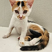 Niña is registered to the contest to win money with this photo: animal, calico, cat, closeup, curious, cute, domestic, ears, feline, fur, indoor, kitten, looking, paw, pet, sitting, small, tail, whiskers, young