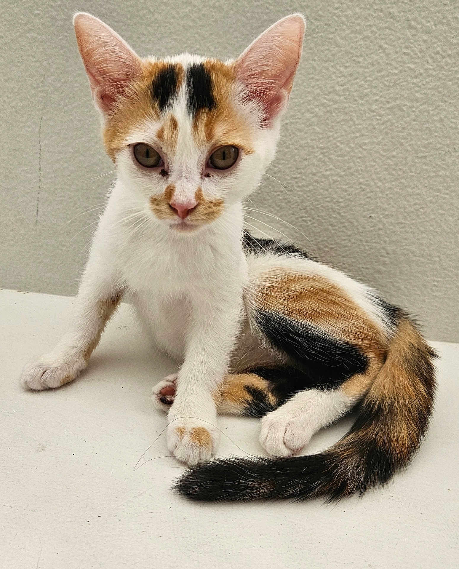Niña
