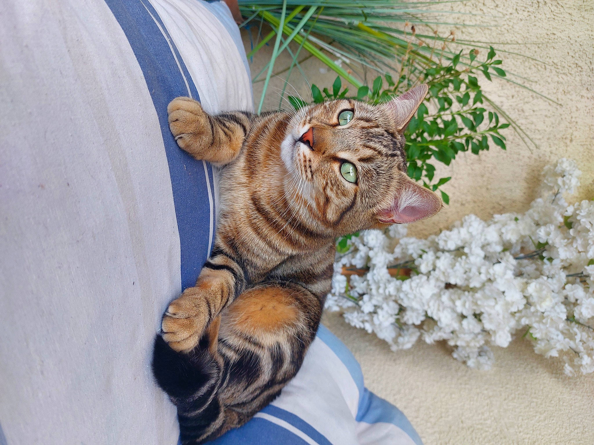 Queen a rejoint le concours — aidez-le/la à gagner de superbes lots ! big_cats, carnivore, cat, fawn, felidae, flower, flowerpot, fur, grass, houseplant, lawn_ornament, plant, small_to_medium_sized_cats, snout, tail, terrestrial_animal, tiger, whiskers, wildlife, wood