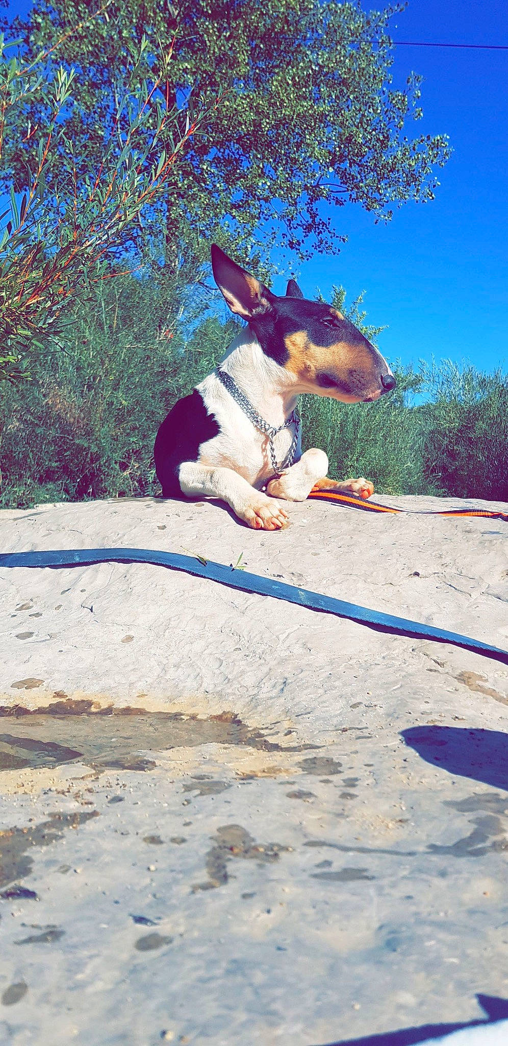 Haze participe au concours pour gagner de l'argent avec cette photo : companion_dog, dog, dog_breed, electric_blue, fawn, fun, grass, happy, hat, landscape, leisure, people_in_nature, plant, recreation, shadow, sky, soil, sunglasses, tail, tree