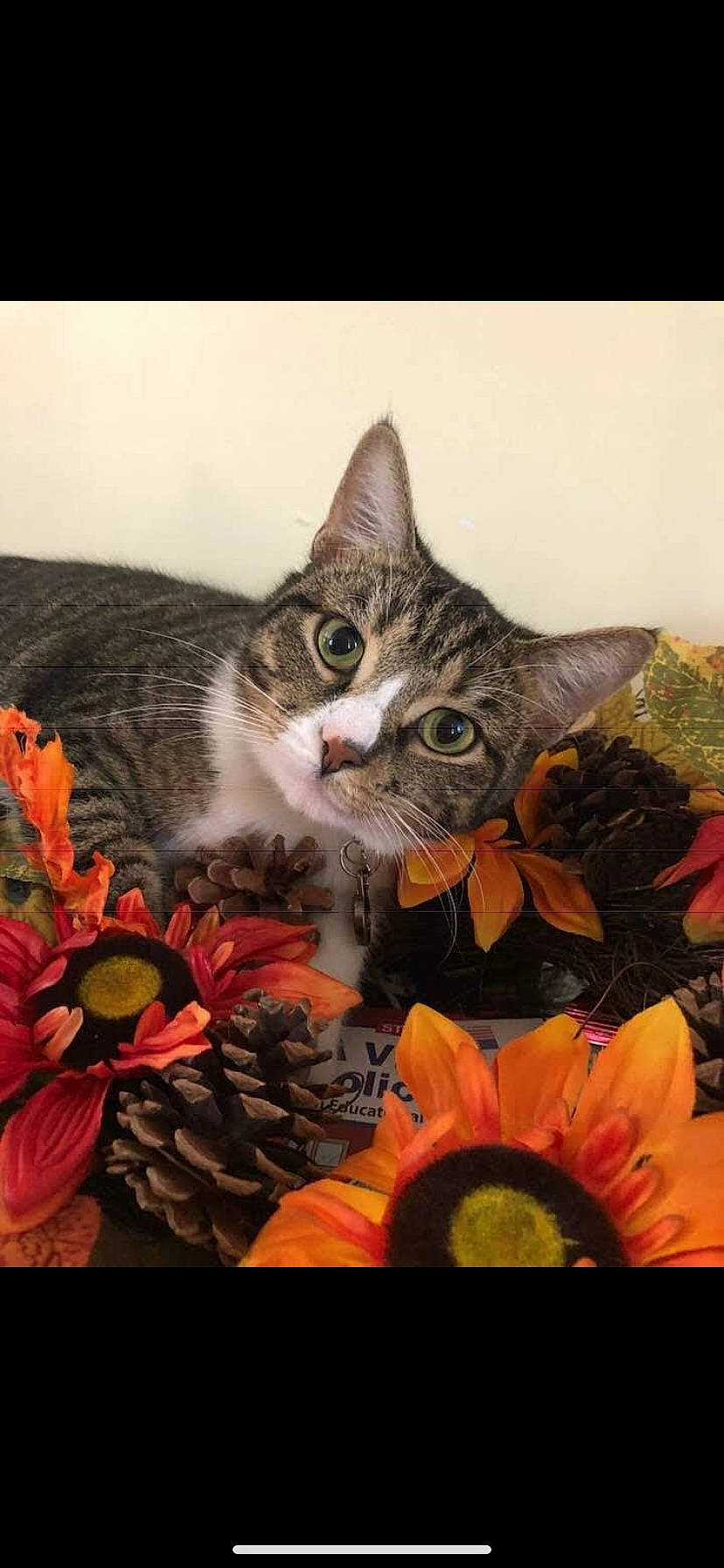 Deuce is registered to the contest to win money with this photo: asian, carnivore, cat, domestic_short_haired_cat, european_shorthair, felidae, flower, kitten, photo_caption, plant, small_to_medium_sized_cats, tabby_cat, whiskers