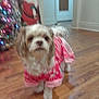 Cinnamon Aka Mini is registered to the contest to win money with this photo: dog, pajamas, wooden_floor, indoor, christmas_decorations, santa_figure, holiday, lights, pet, small_dog, blurred, cozy, home, festive, animal, cute, standing, fur, pink_clothing, background