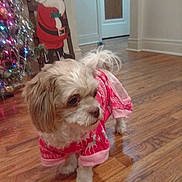 Cinnamon Aka Mini joined the competition — help win amazing prizes! dog, small_dog, pajamas, pink_clothing, wooden_floor, christmas_tree, holiday_decor, santa_claus, tinsel, lights, indoor, pet, fur, cute, festive, holiday, decorations, animal, flooring, christmas