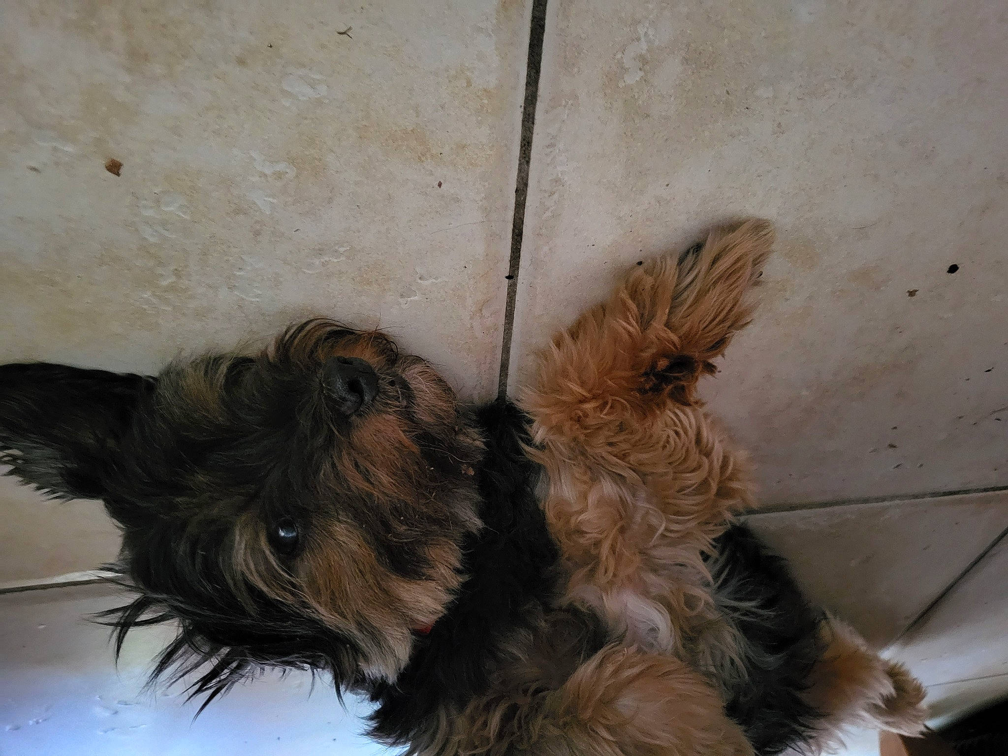 Câline a rejoint le concours — aidez-le/la à gagner de superbes lots ! australian_silky_terrier, biewer_terrier, canidae, carnivore, companion_dog, dog, dog_breed, dog_supply, fawn, fur, liver, small_terrier, snout, sporting_group, tail, terrestrial_animal, terrier, toy_dog, working_animal, yorkipoo