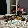 cat, tabby_cat, sleeping, lying_down, bed, bedroom, blanket, bedding, feline, fur, striped_fur, indoor, home, shelf, books, cosmetics, clothing, pillow, relaxed, nap