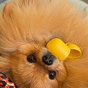 Léonard a rejoint le concours — aidez-le/la à gagner de superbes lots ! dog, puppy, ginger_fur, fluffy, small_dog, pet, animal, upside_down, lying_down, yellow_toy, nose, wide_eyes, portrait, close_up, indoor, cozy, blanket, leopard_print, cushion, playful