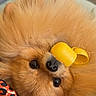 dog, puppy, ginger_fur, fluffy, small_dog, pet, animal, upside_down, lying_down, yellow_toy, nose, wide_eyes, portrait, close_up, indoor, cozy, blanket, leopard_print, cushion, playful