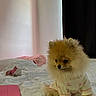 dog, pomeranian, puppy, small_dog, fluffy, fur, pajamas, clothing, bed, bedroom, indoor, cute, sitting, portrait, pet, toy_breed, brown_fur, black_curtain, pink_bow, cozy