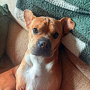 Flo is registered to the contest to win money with this photo: dog, brown_dog, white_chest, couch, blanket, indoor, pet, canine, relaxed, ears, fur, portrait, animal, companion, home, comfort, closeup, looking, sitting, friendly