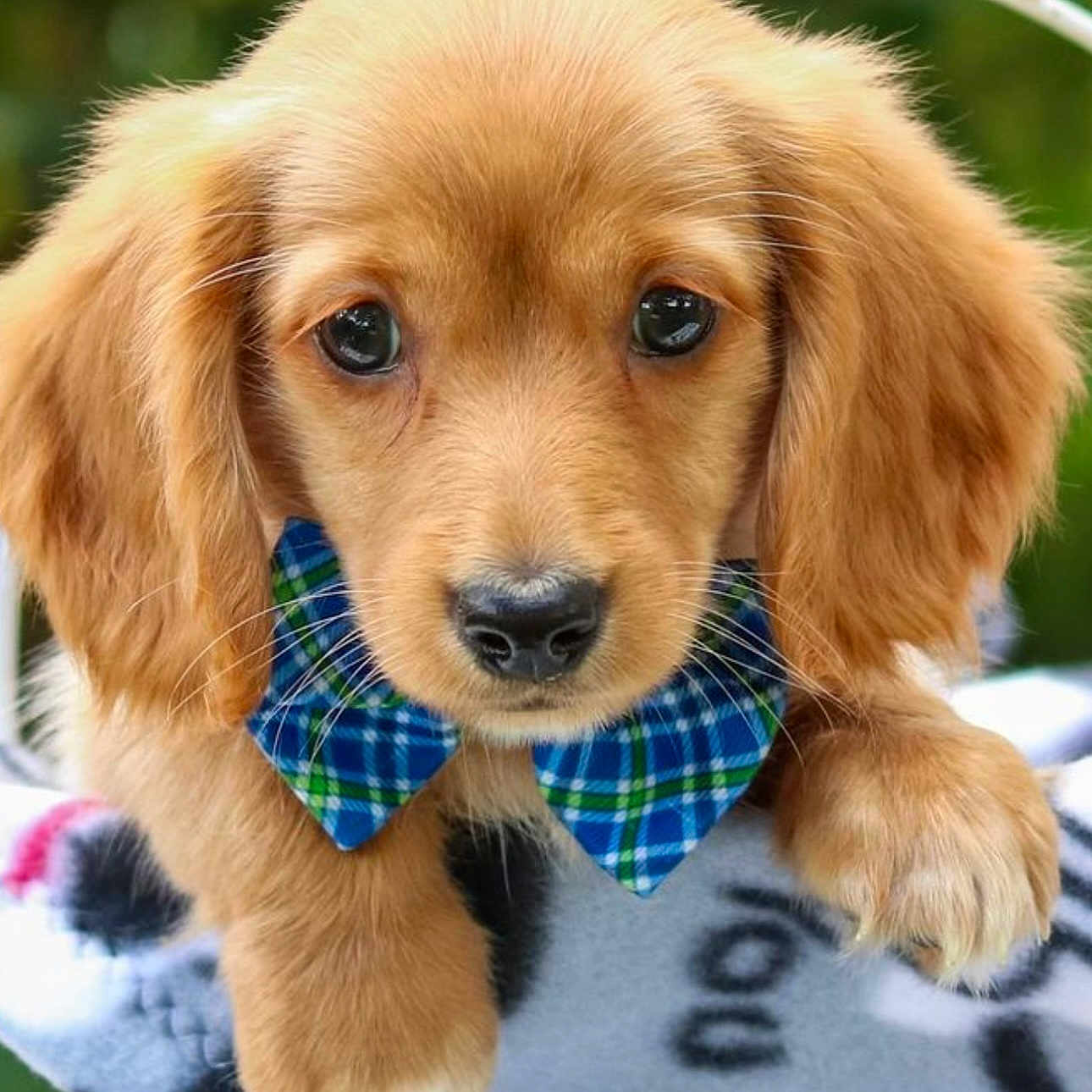 Oakley joined the competition — help win amazing prizes! adorable, animal, blanket, bow_tie, canine, close_up, cute, dog, domestic_animal, ears, friendly, fur, golden, mammal, outdoor, paws, pet, portrait, puppy, young