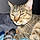 Nala