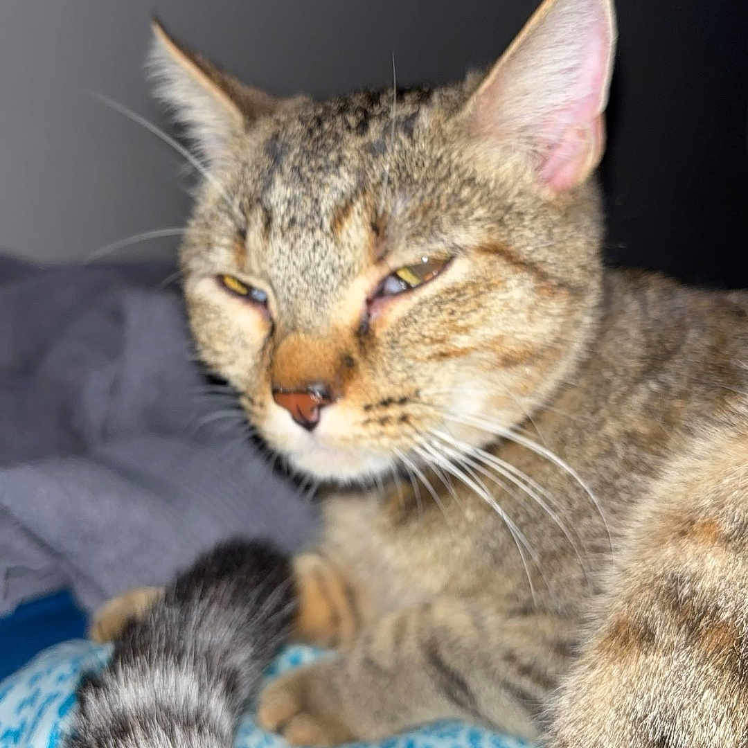 Nala