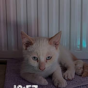 Flocon participe au concours pour gagner de l'argent avec cette photo : cat, kitten, white_cat, blue_eyes, furry, animal, pet, lying_down, paws, whiskers, ears, face, portrait, indoors, towel, bathroom, radiator, wood, timestamp, photography