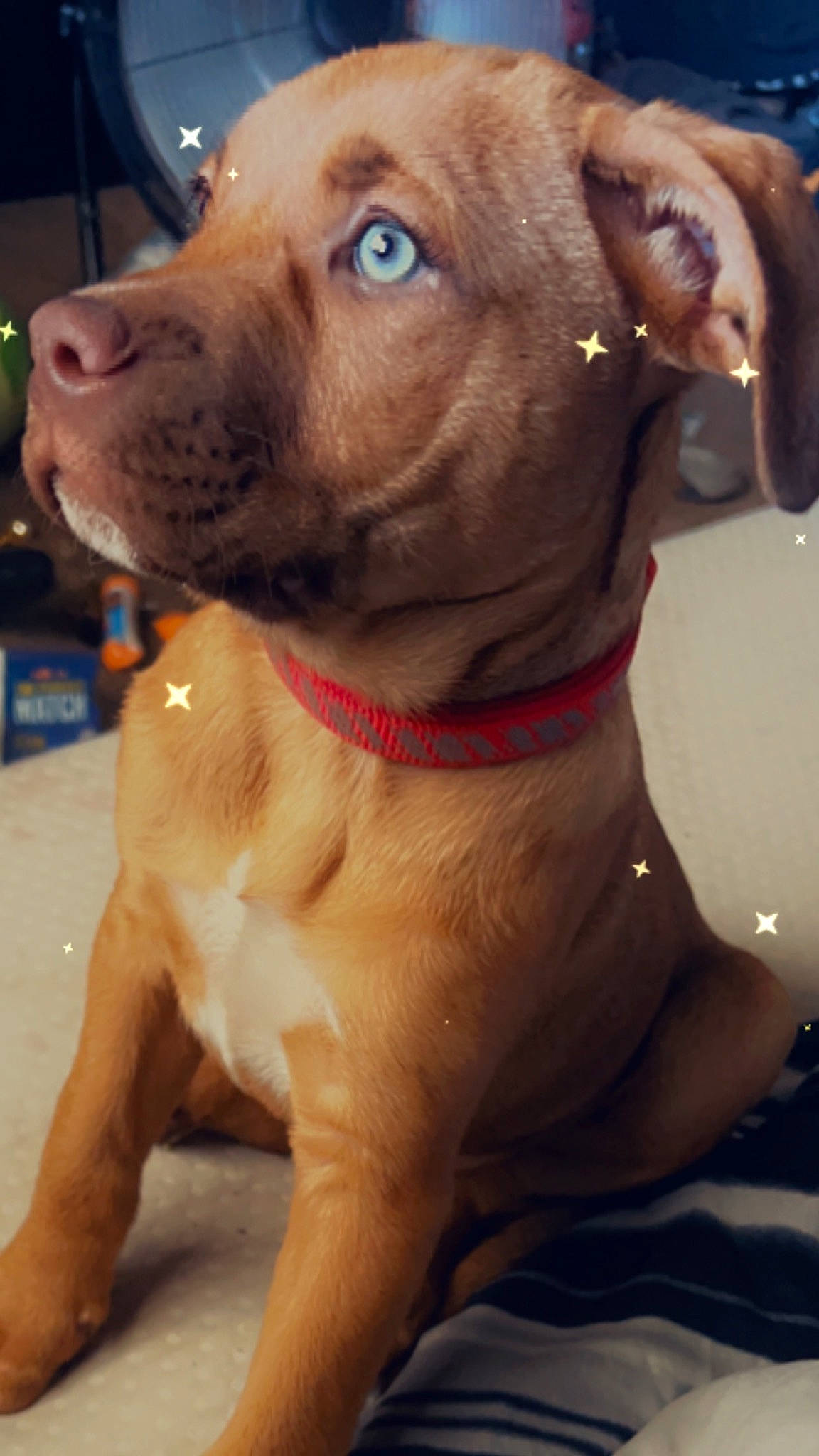 Armani joined the competition — help win amazing prizes! canidae, carnivore, collar, companion_dog, dog, dog_breed, dog_collar, ear, fashion_accessory, fawn, fur, leash, liver, pet_supply, snout, sporting_group, whiskers, working_animal, working_dog, wrinkle