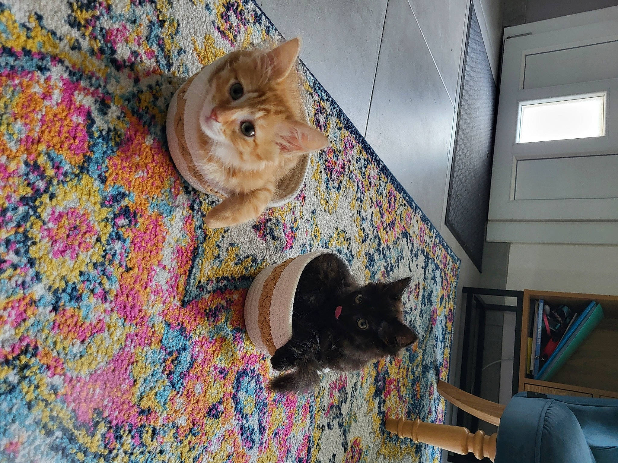 Nali Et Doudou a rejoint le concours — aidez-le/la à gagner de superbes lots ! canidae, carnivore, cat, comfort, domestic_short_haired_cat, fawn, felidae, floor, flooring, fur, hardwood, mammal, room, shelf, small_to_medium_sized_cats, sporting_group, tail, vertebrate, whiskers, wood