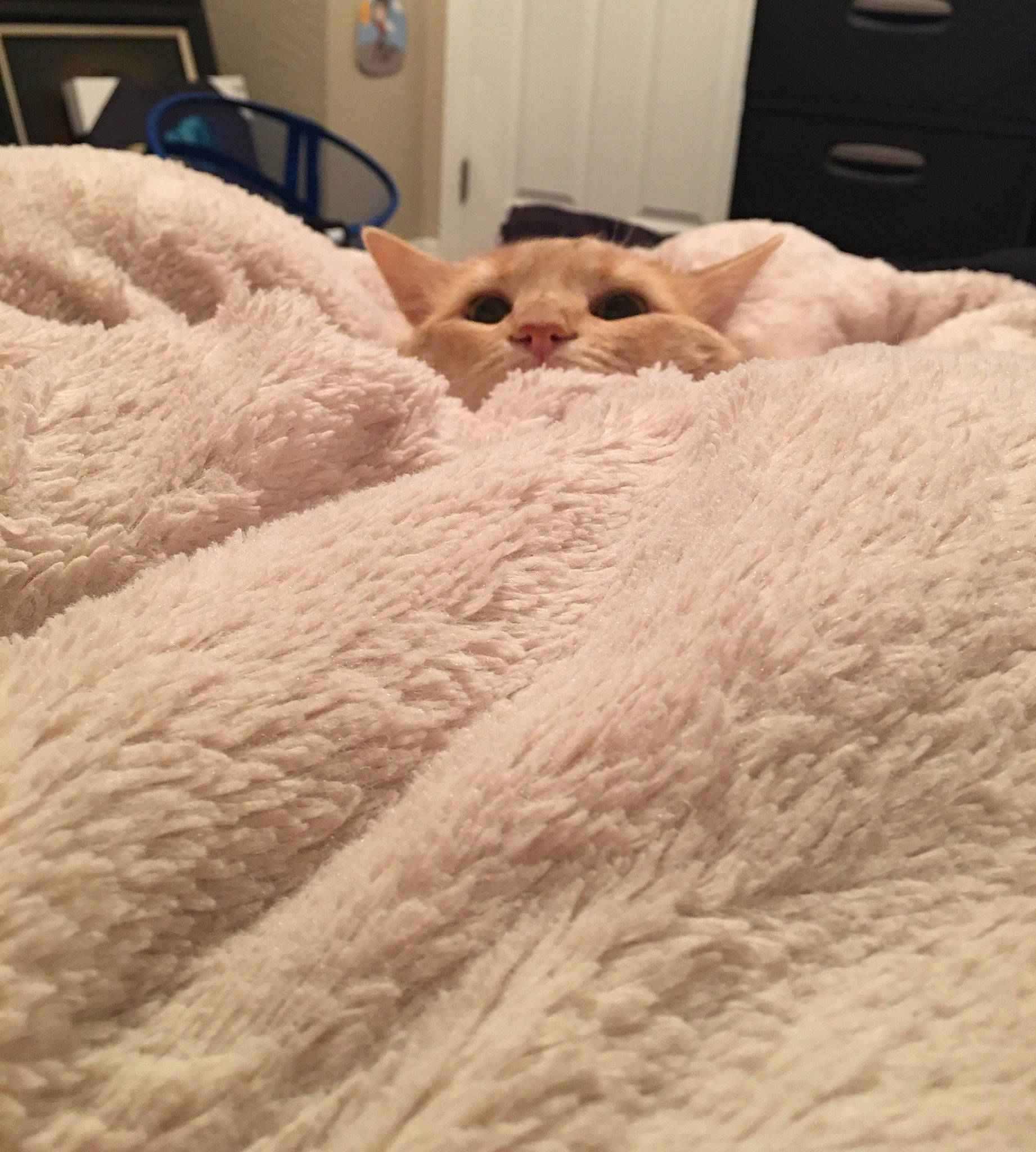 Jaskier is registered to the contest to win money with this photo: bed, bed_sheet, bedding, bedroom, blanket, comfort, duvet, eye, fawn, felidae, flooring, fur, human_body, linens, room, sporting_group, thread, wood, wool, woolen