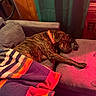 dog, brindle, couch, blanket, sleeping, indoor, cozy, furniture, relaxing, pet, collar, knitted_blanket, colorful, living_room, resting, canine, household, comfort, calm, domestic_animal