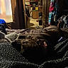 dog, bed, blanket, brindle, indoor, cozy, furniture, clothing, wood, room, sleeping, textured, blankets, resting, homedecor, dark, warm, relaxing, curled_up, quiet